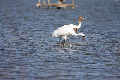 Whooping cranes