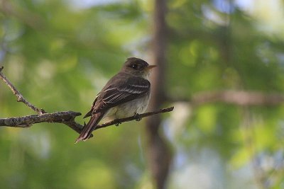 Eastern wood-pewee