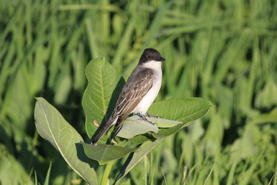 Eastern kingbird