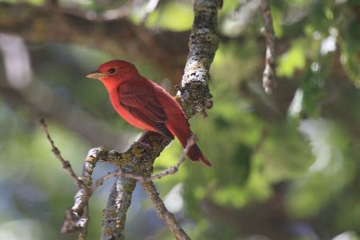 Summer tanager