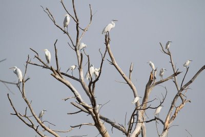 Great egrets