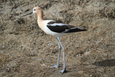 American avocet