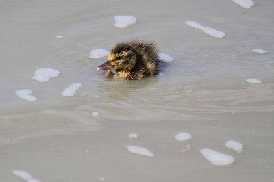 Duckling