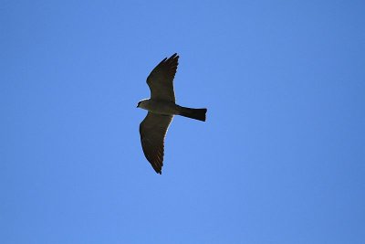 Mississippi kite