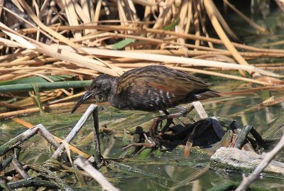 Virginia rail (juvenile)