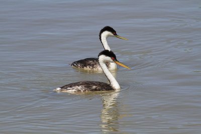 Western grebes