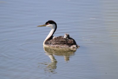 Western grebe with immature
