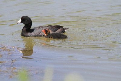 American coot with immature