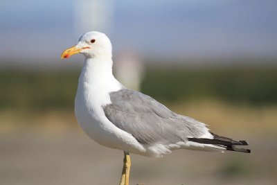 California gull