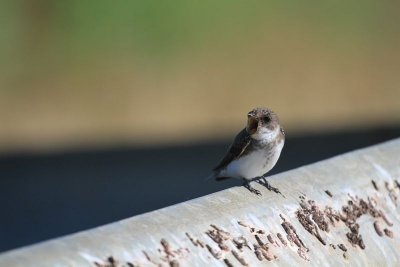 Northern rough-winged swallows