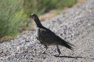 Greater sage-grouse (female)