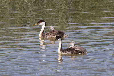 Western grebes with immatures