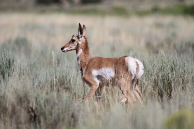 Pronghorn Antelope fawn