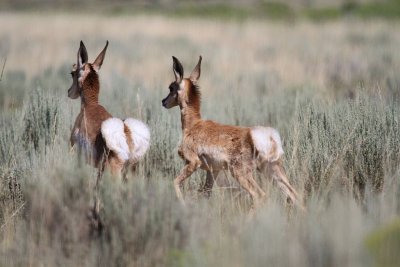 Pronghorn Antelope fawns