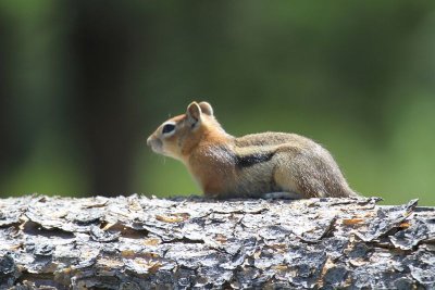 Golden-Mantled Ground Squirrel