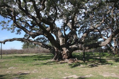 Big Tree<br>Lamar, Texas