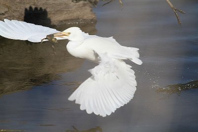 Cattle egret