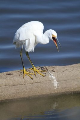 Snowy egret