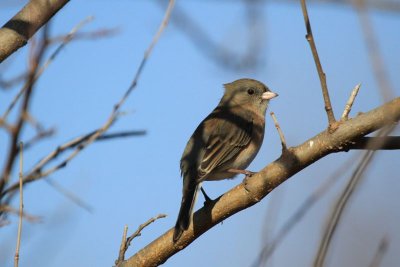 Dark-eyed junco (Oregon)