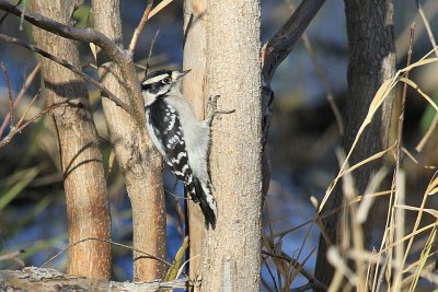 Downy woodpecker