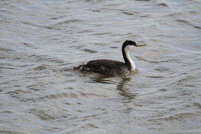 Western grebe