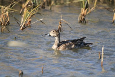 Northern pintail (female)