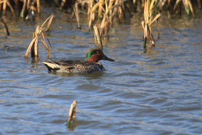 Green-Winged Teals