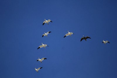 Snow geese