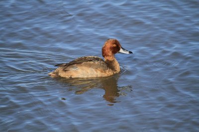 Redhead