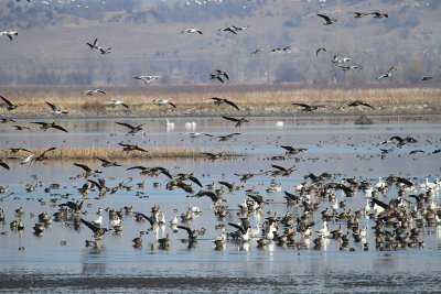 Greater white-fronted geese and Snow geese