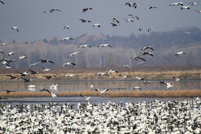Greater white-fronted geese and Snow geese