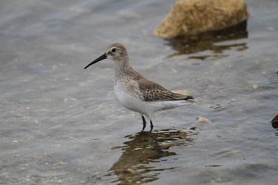 Dunlin