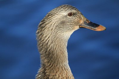 Mallard (female)