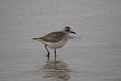 Black-bellied plover