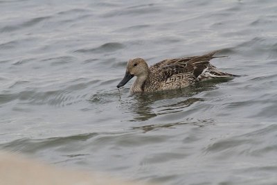Northern pintail (female)