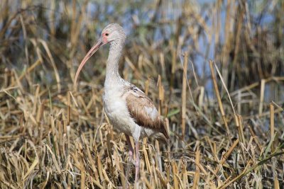 White ibis (juvenile)