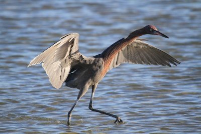 Reddish egret