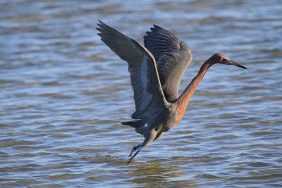 Reddish egret