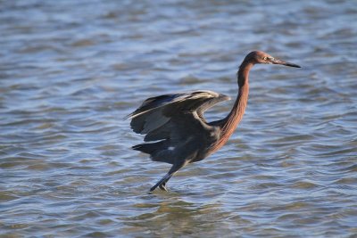 Reddish egret