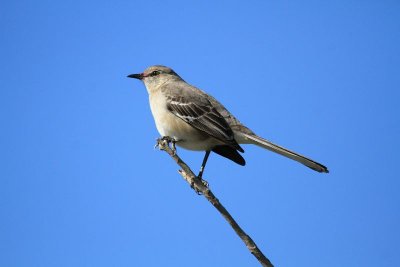 Northern mockingbird