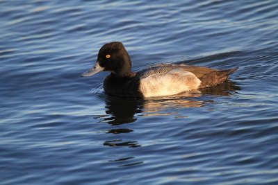 Lesser scaup