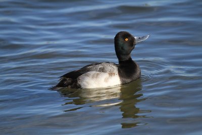 Lesser scaup