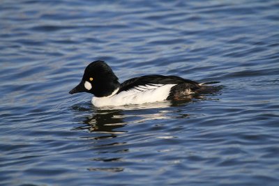 Common goldeneye