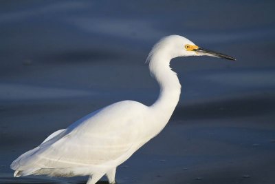 Snowy egret