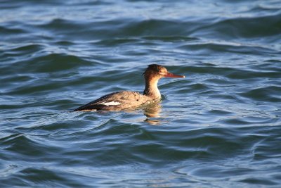 Red-Breasted Mergansers