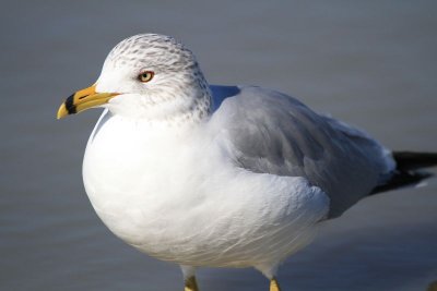 Ringed-billed Gulls