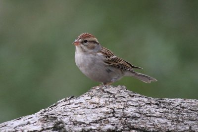 Chipping Sparrows