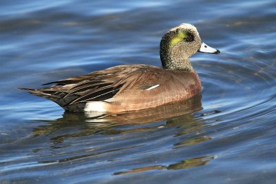 American wigeon