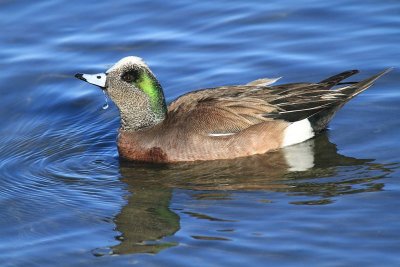 American wigeon