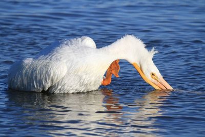 American white pelican